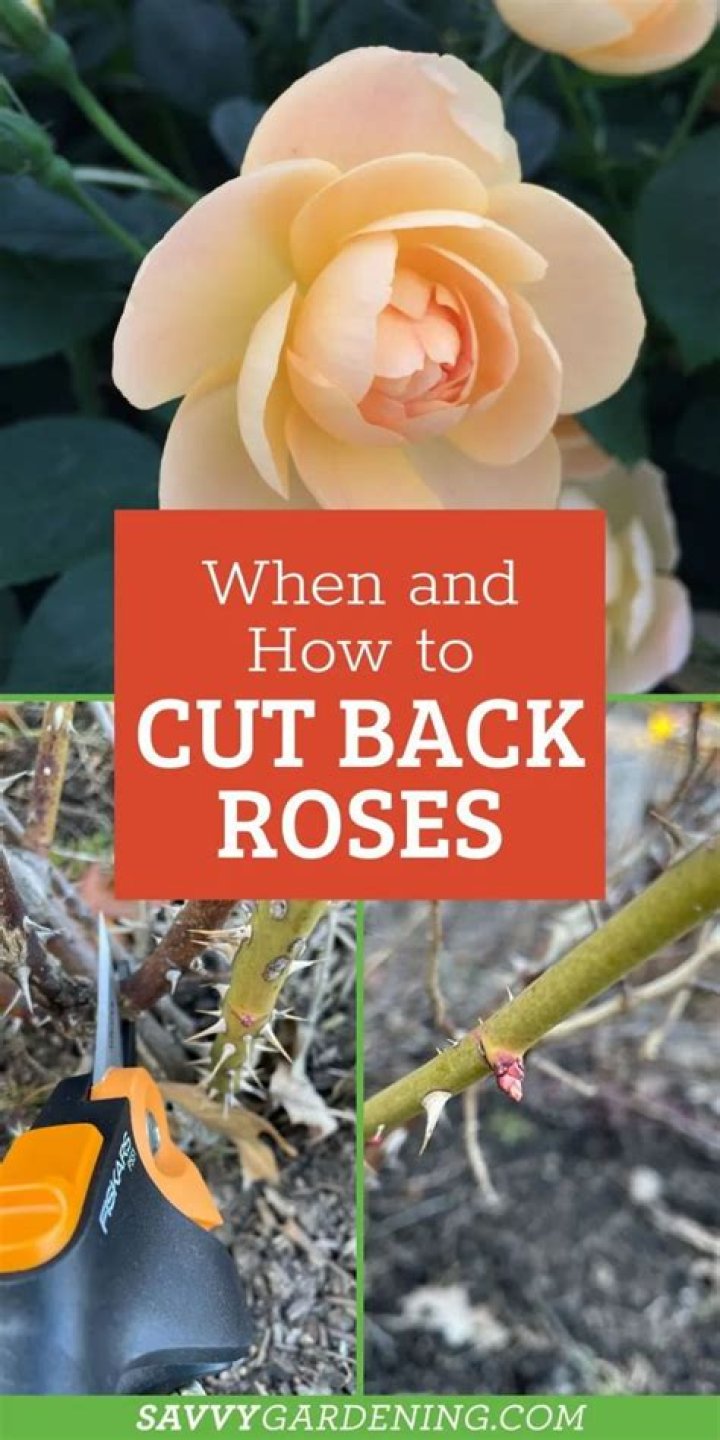 When to cut back rose bushes uk?