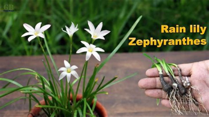 When to divide zephyranthes?
