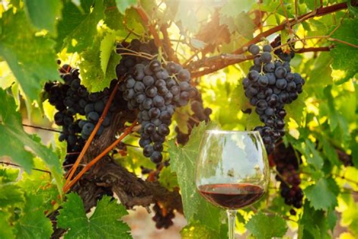 When to drink cabernet sauvignon?
