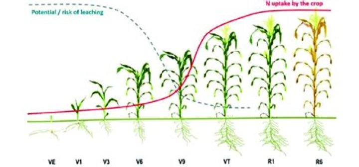 When to fertilize corn after planting?