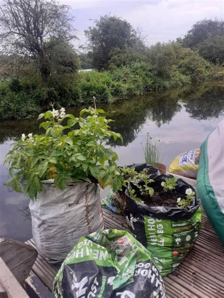 When to harvest spuds?