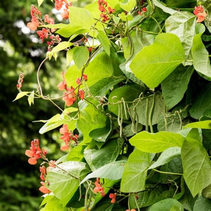 When to pinch runner beans?
