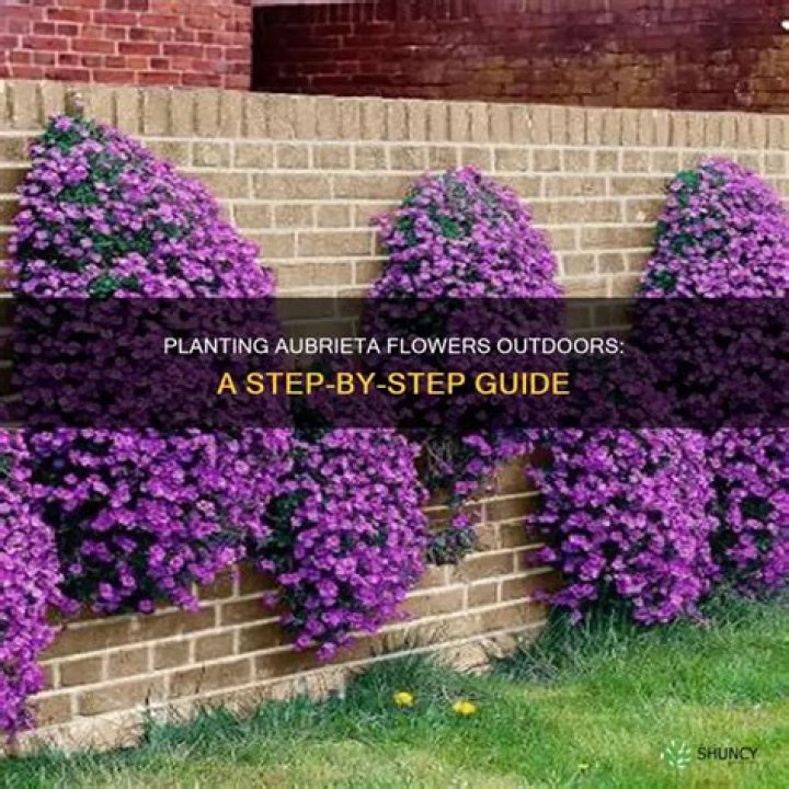 When to plant aubrieta plug plants?
