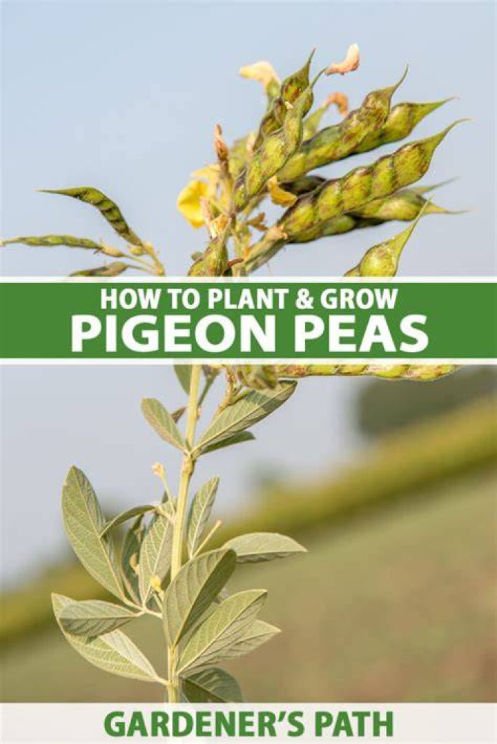 When to plant pigeon peas in florida?