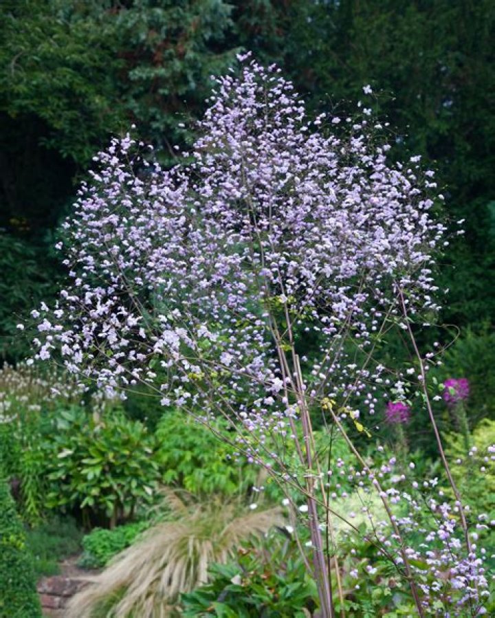 When to plant thalictrum?