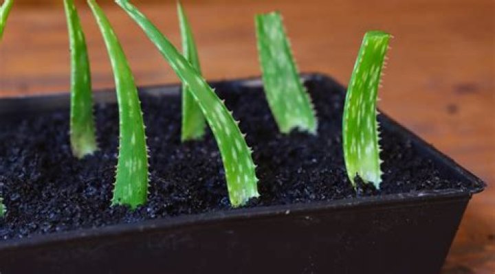 When to propagate aloes?