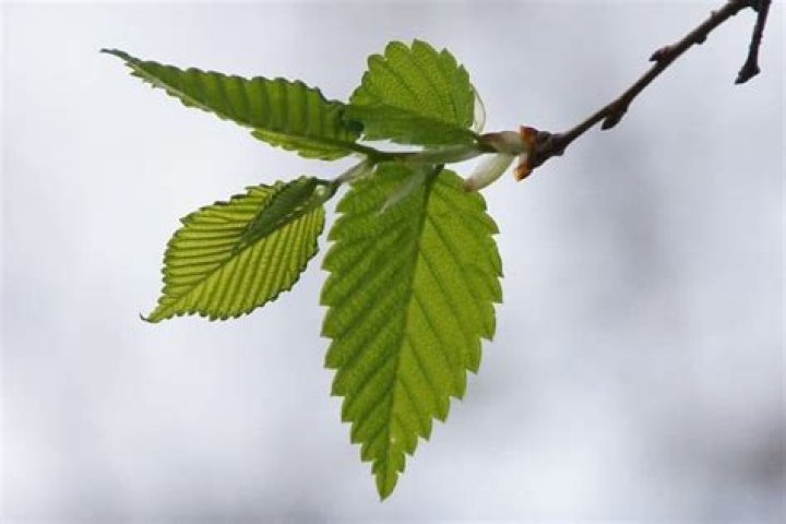 When to take slippery elm?