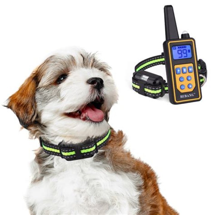 When to train a dog with a shock collar?