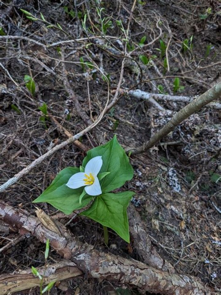 When to transplant trillium?