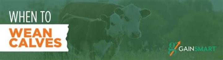 When to wean calves?