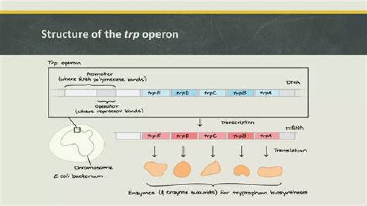 When tryptophan is present the trp operon is?