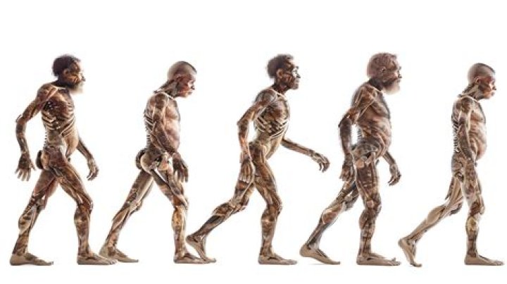 When was the first anatomically modern humans discovered?