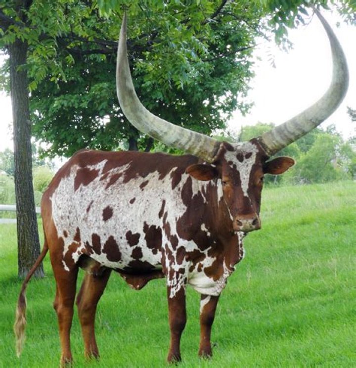 When was the watusi popular?