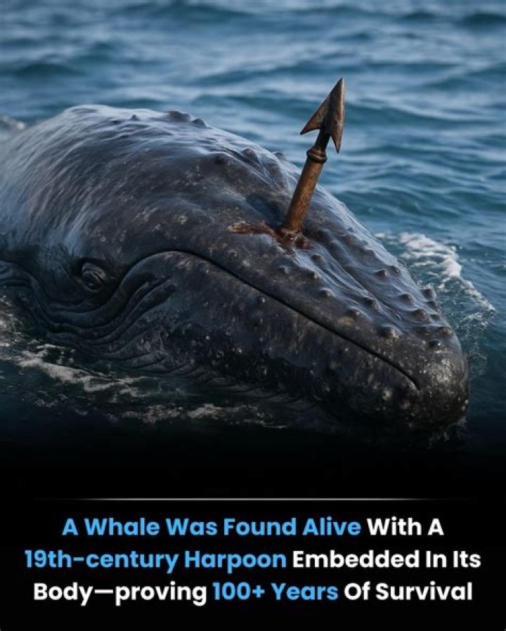 When were whales hunted?