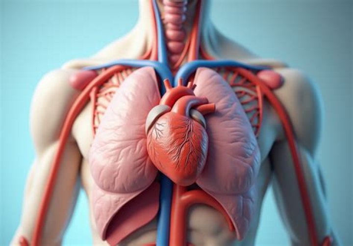 Where actually is heart located?