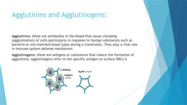 Where agglutinins are found?