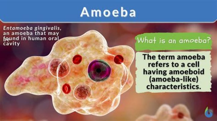 Where amoeba is found?