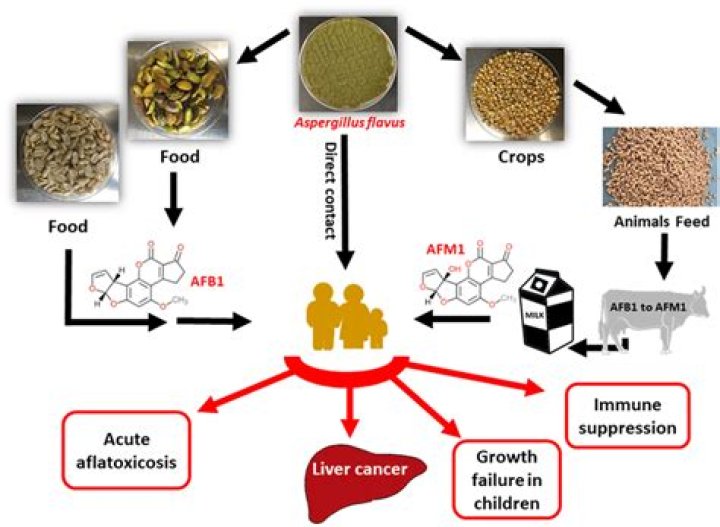 Where are aflatoxins commonly found?