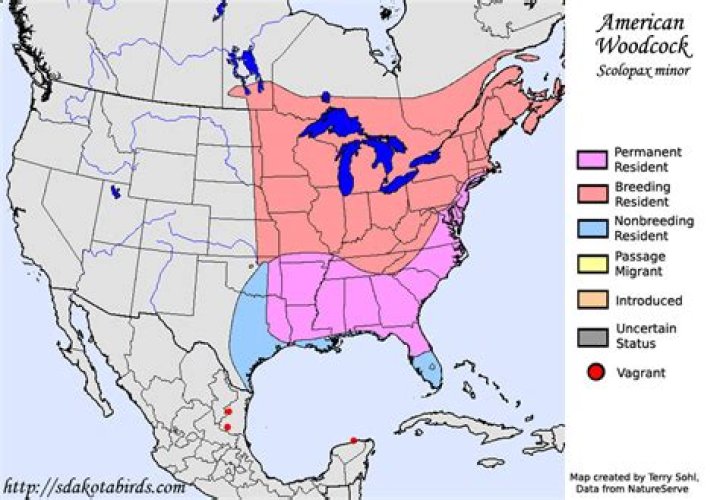 Where are american woodcocks found?