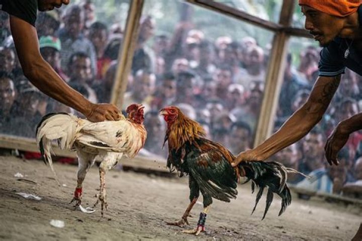 Where are cockfights legal?
