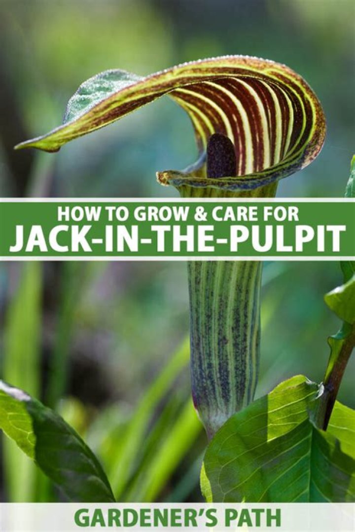 Where are jack-in-the-pulpit found?