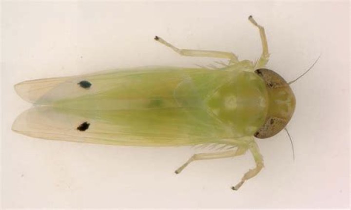 Where are leafhopper found?