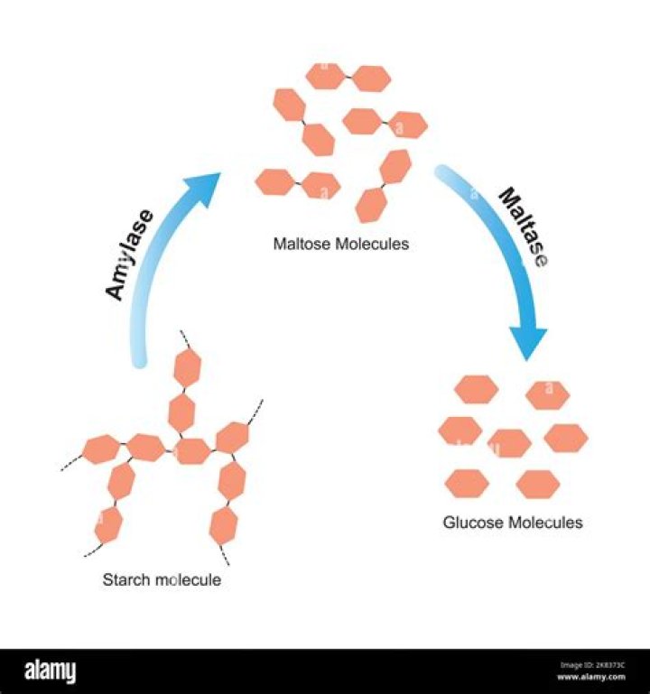 Where are maltase and sucrase made?