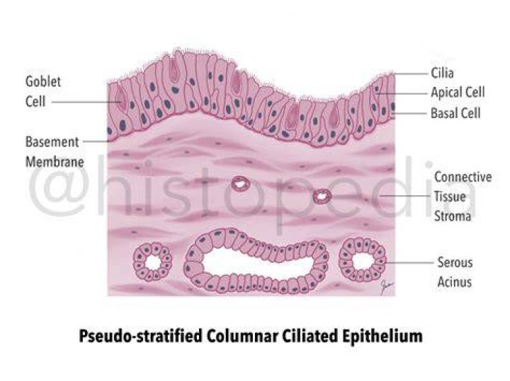 Where are pseudostratified cells found?