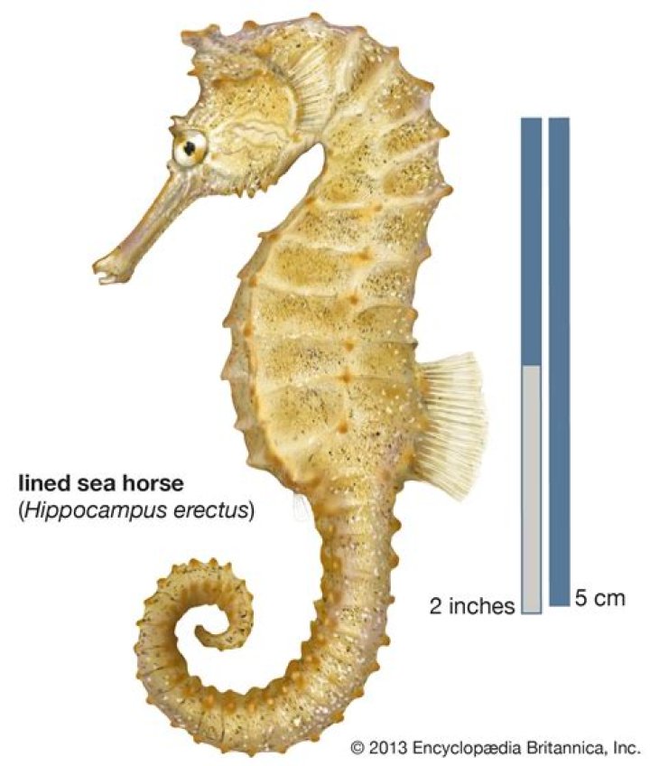Where are sea horses?