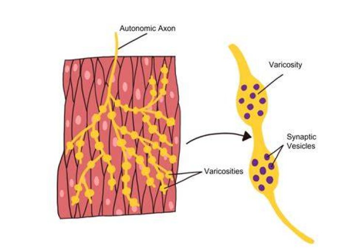 Where are synaptic varicosities found?