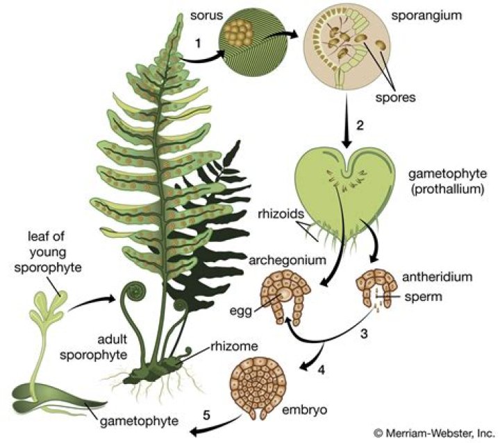 Where are the antheridia and archegonia found on true ferns?