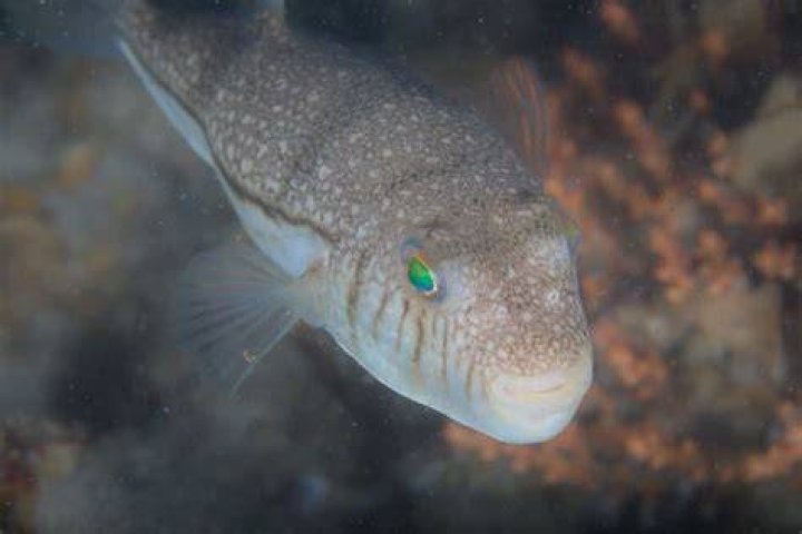 Where are toadfish found?
