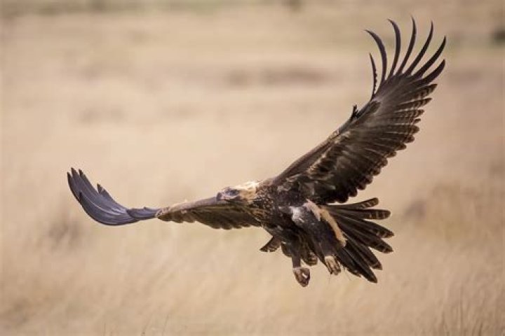 Where are wedge tailed eagles found in australia?