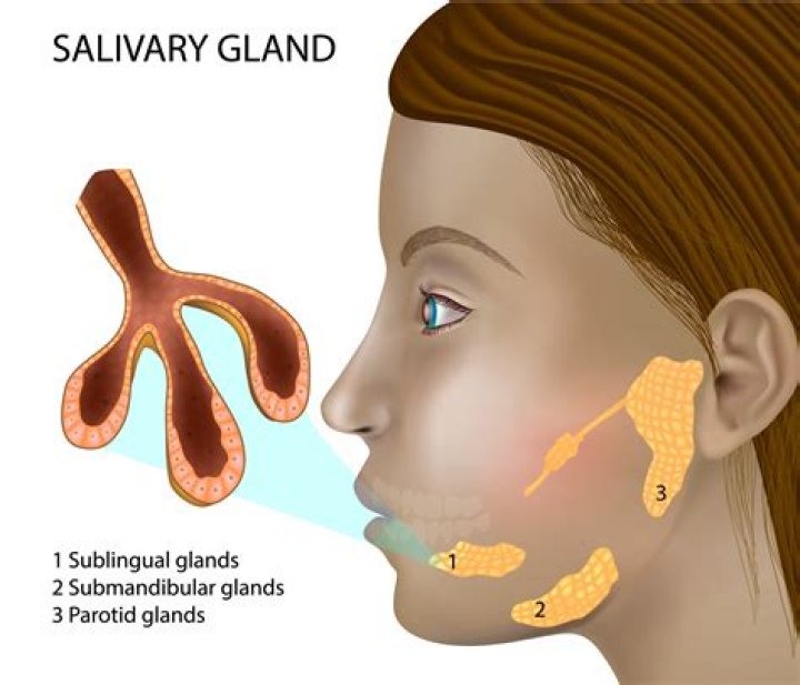 Where are your salivary glands?