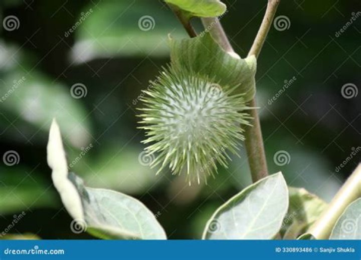 Where can datura be found?