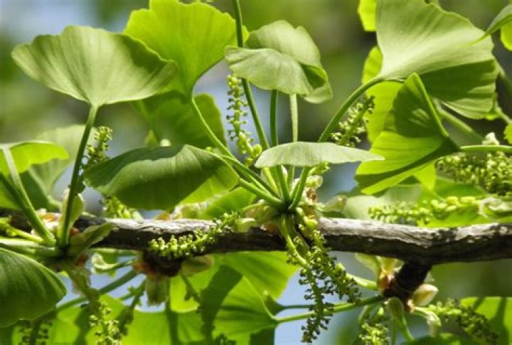 Where can ginkgos be found?