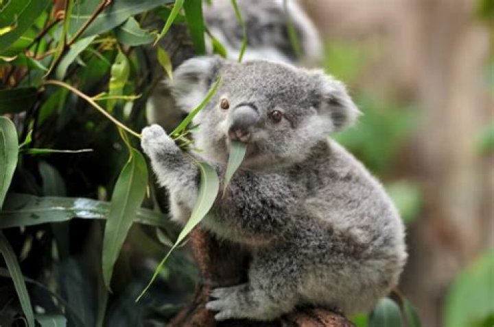 Where climate do koalas live in?