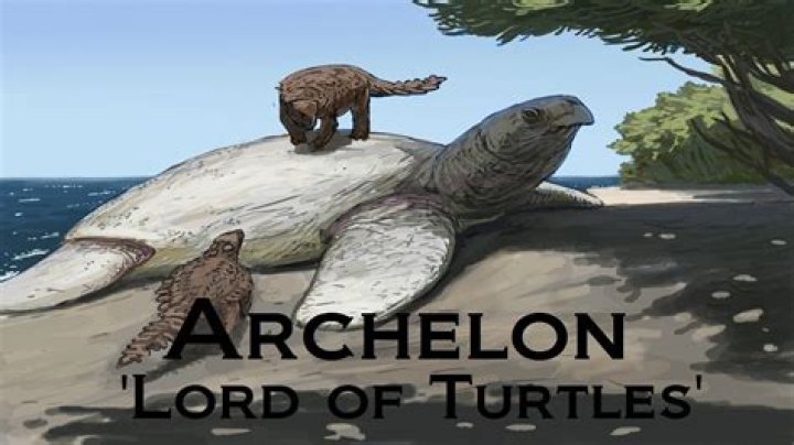 Where did archelon live?