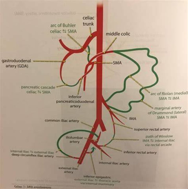 Where did coeliac come from?