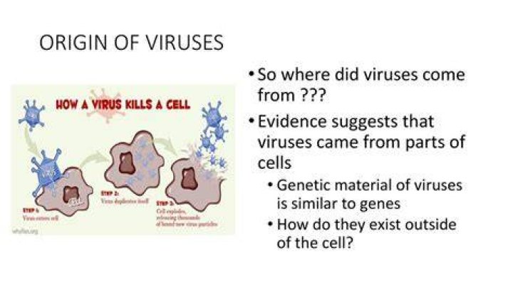 Where did viruses originate?