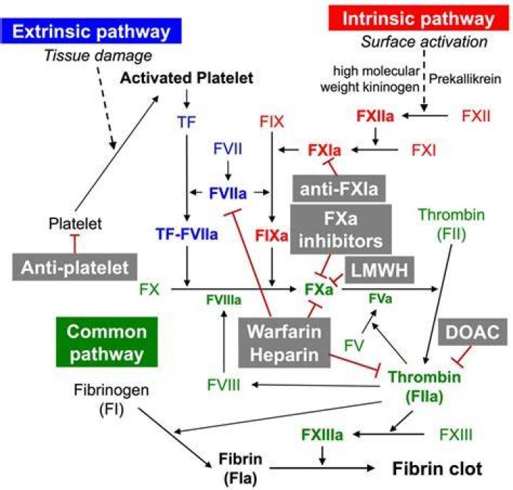 Where do anticoagulants work?