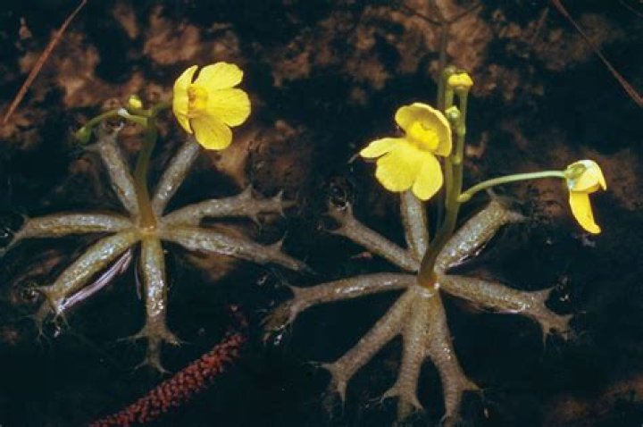 Where do bladderworts grow?