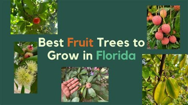 Where do cinchona trees grow?
