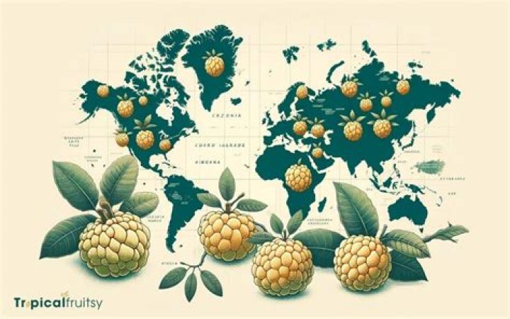 Where do custard apples grow?