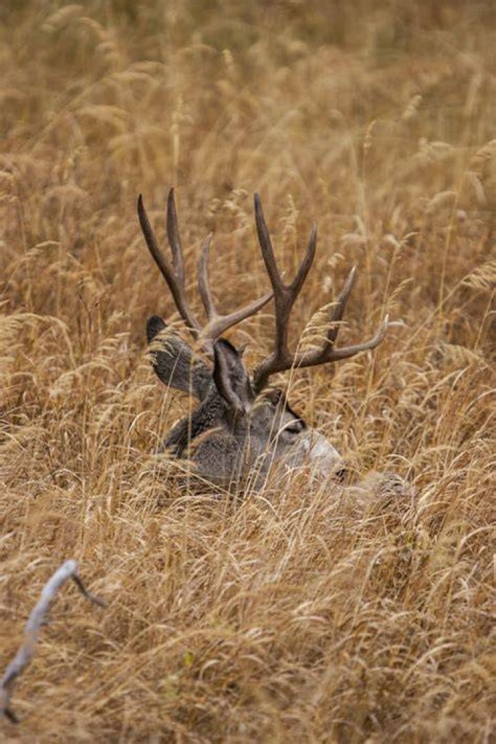 Where do deer bed during the day?