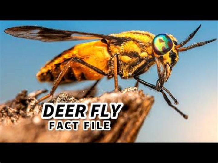 Where do deer flies come from?
