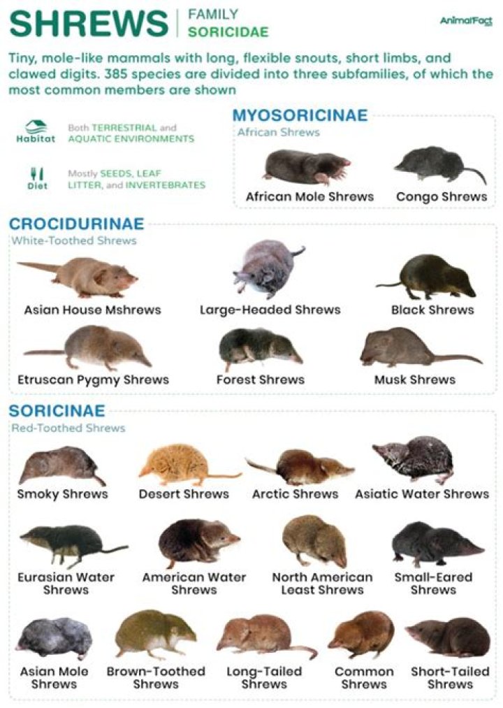 Where do etruscan shrew live?