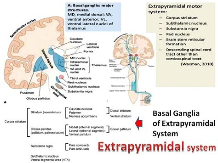 Where do extrapyramidal tracts originate?