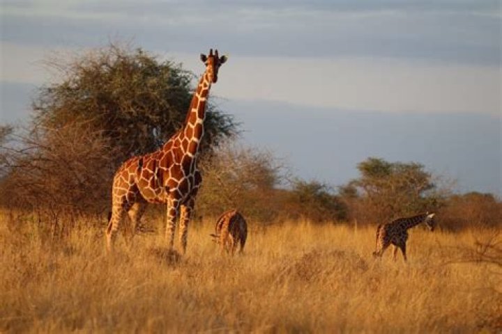 Where do giraffes defend themselves?