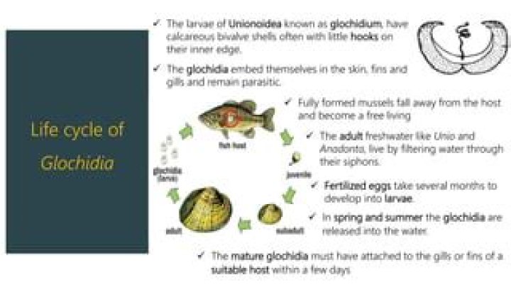 Where do glochidium live?